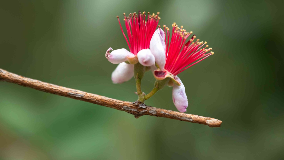 How to Grow Pineapple Guava in Your Yard