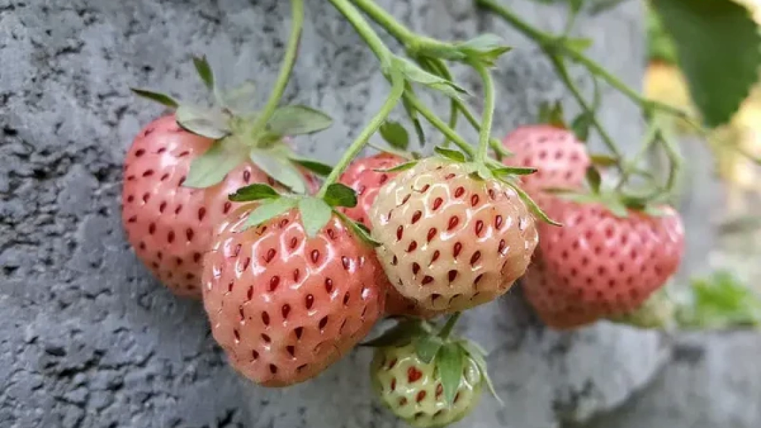How to Grow White Strawberries (Pineberries) at Home: A Complete Guide to Cultivating These Unique Delights