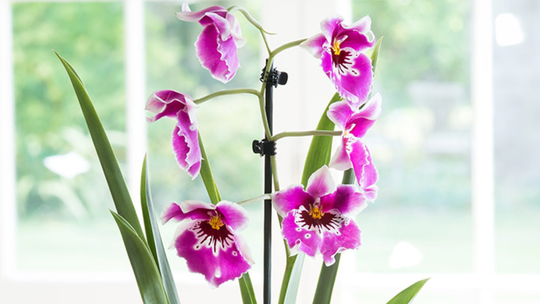 How to Care for Orchid Plants Efficiently: A Complete Guide