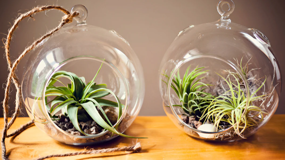How to Care for an Air Plant Indoors: The Ultimate Guide