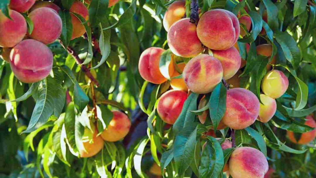 How to Grow Nectarines in a Small Garden: A Complete Guide for Home Gardeners