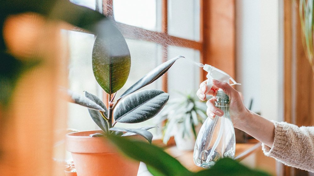 How to Care for a Rubber Plant Naturally