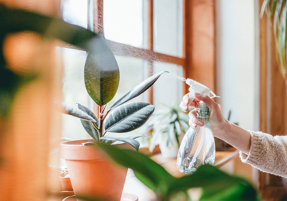 How to Care for a Rubber Plant Naturally