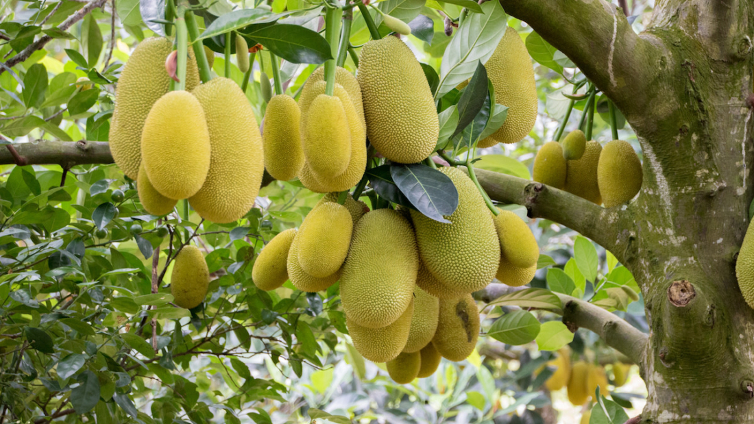 How to Grow Jackfruit in a Large Garden: A Complete Guide for Home Gardeners
