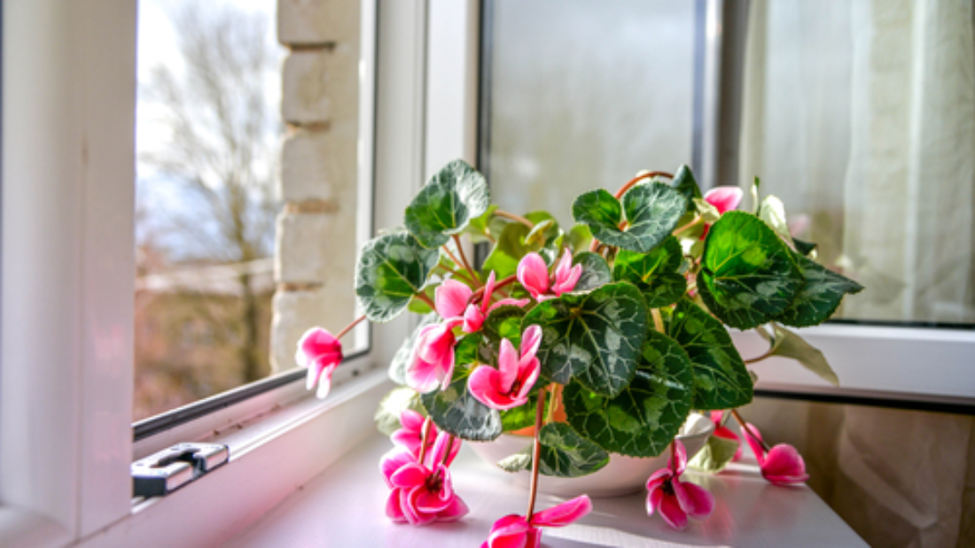 Cyclamen Plant: How to Care for Naturally — A Complete Guide for Beautiful Blooms