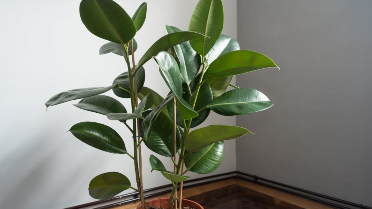 How to Care for a Rubber Tree Plant Indoors
