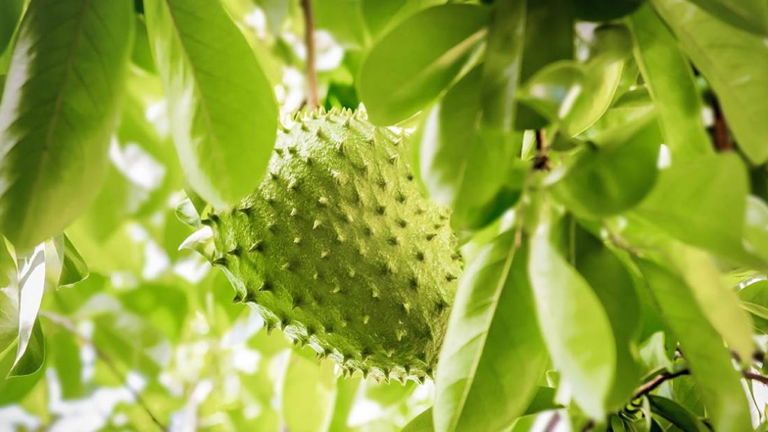 How to Grow Soursop (Guanabana) in South Florida: A Complete Guide for Home Gardeners