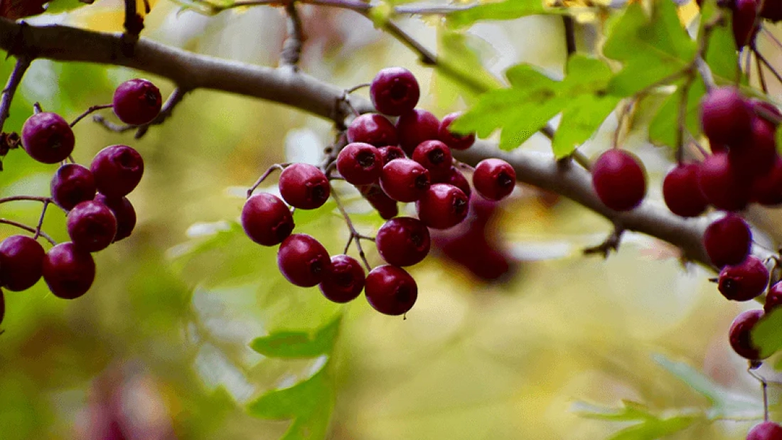 How to Grow Mayhaw Trees in Swampy Areas: A Complete Guide