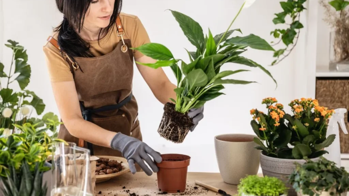 How to Care for a Peace Lily Plant Indoors