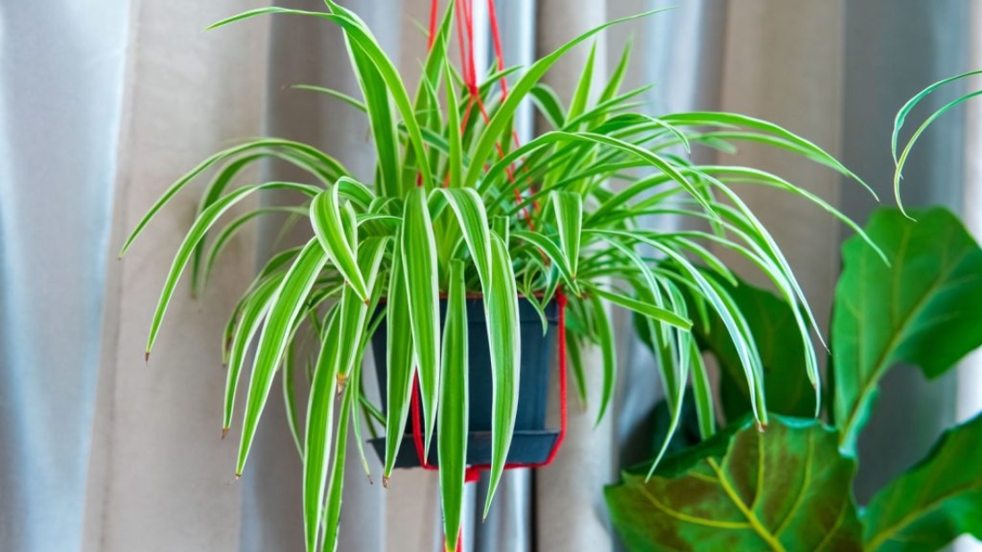 How to Take Care of a Spider Plant Efficiently: The Ultimate Indoor Plant Care Guide