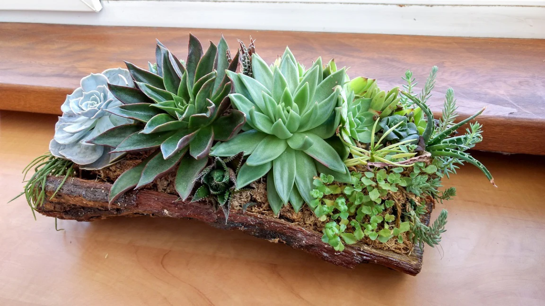 How to Care for Succulent Plants Indoors: The Complete Guide for Healthy, Happy Plants
