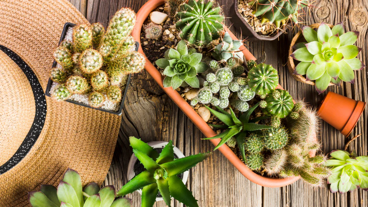 Succulent Plants: How to Take Care of Them Successfully