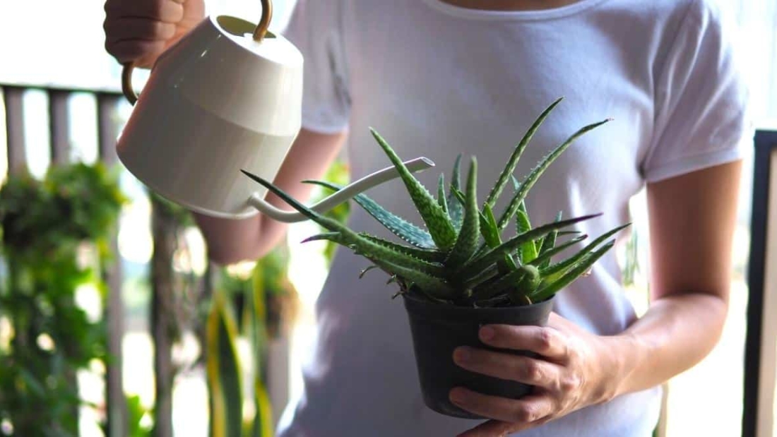 How to Care for Aloe Plant Effectively: A Complete Guide to Growing a Thriving Aloe Vera