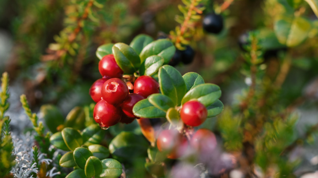 How to Grow Lingonberries in Cooler Zones