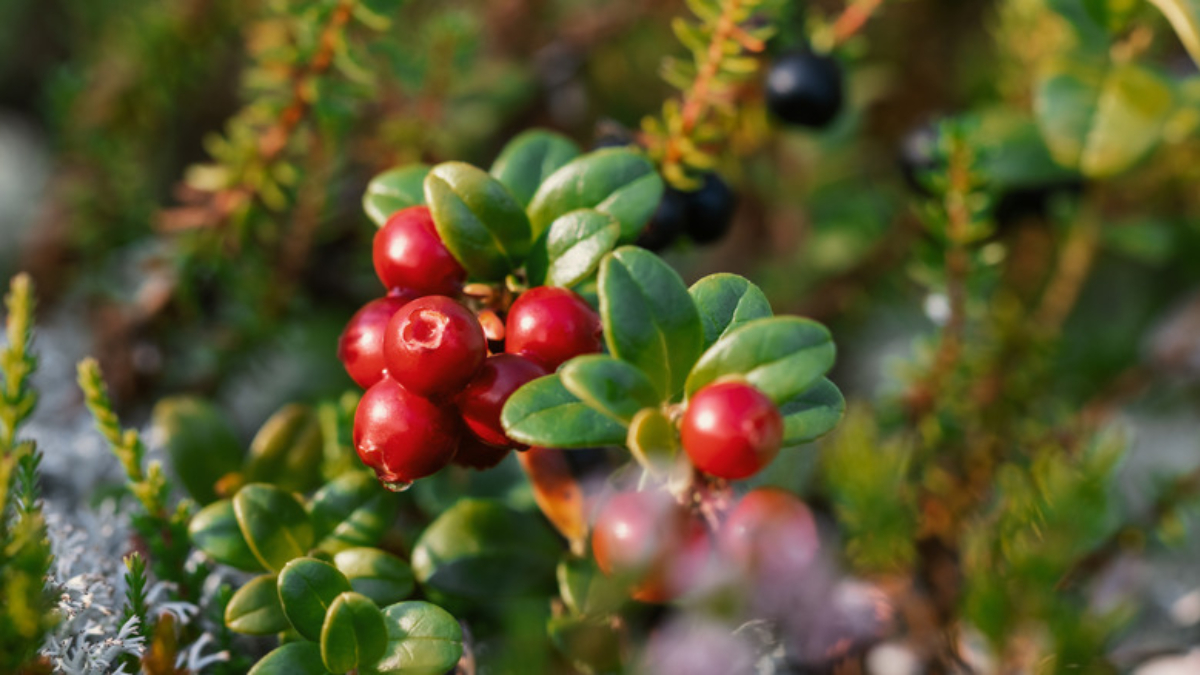 How to Grow Lingonberries in Cooler Zones