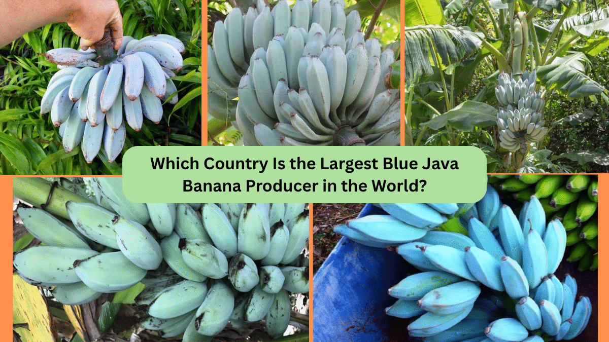 Which Country Is the Largest Blue Java Banana Producer in the World?