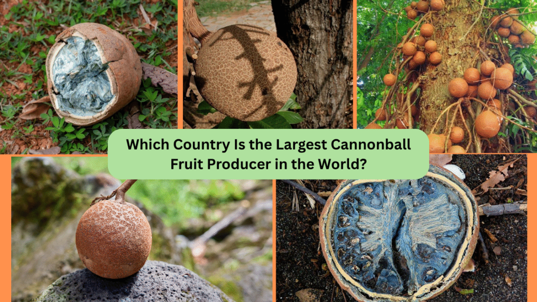 Which Country Is the Largest Cannonball Fruit Producer in the World?