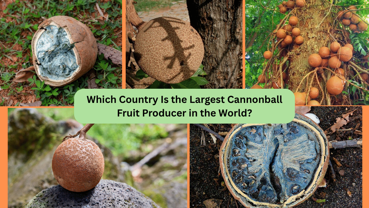 Which Country Is the Largest Cannonball Fruit Producer in the World?
