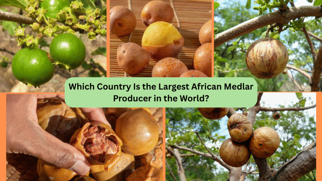 Which Country Is the Largest African Medlar Producer in the World?
