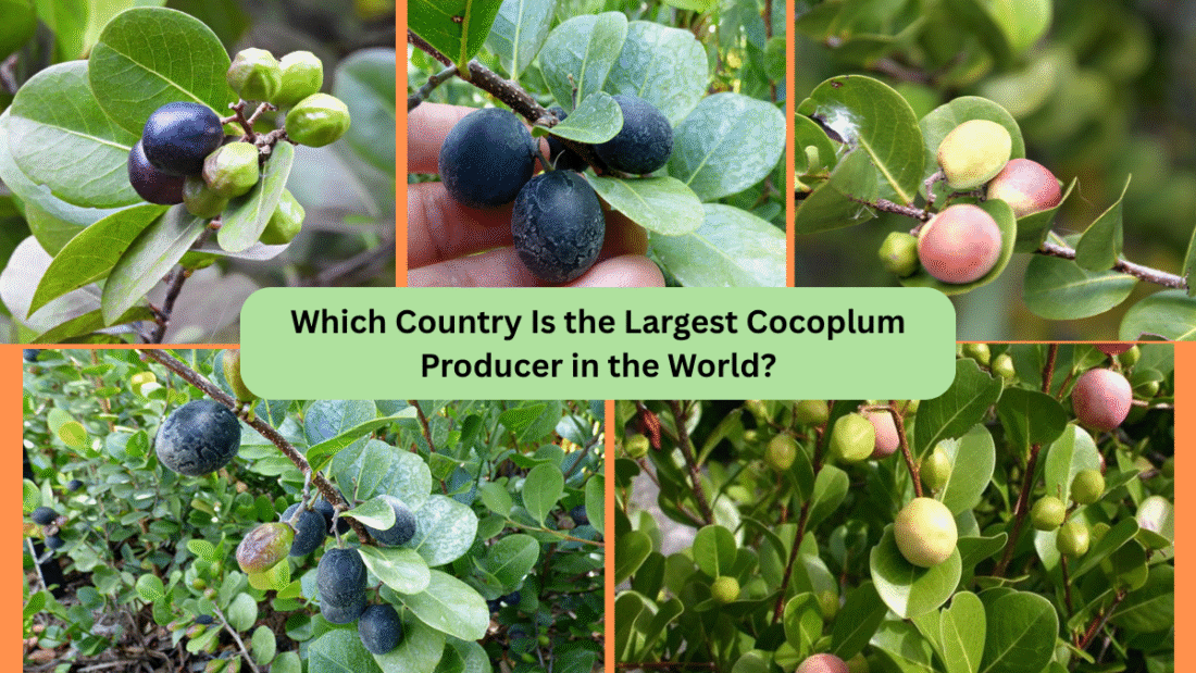 Which Country Is the Largest Cocoplum Producer in the World?