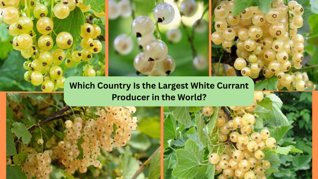 Which Country Is the Largest White Currant Producer in the World?