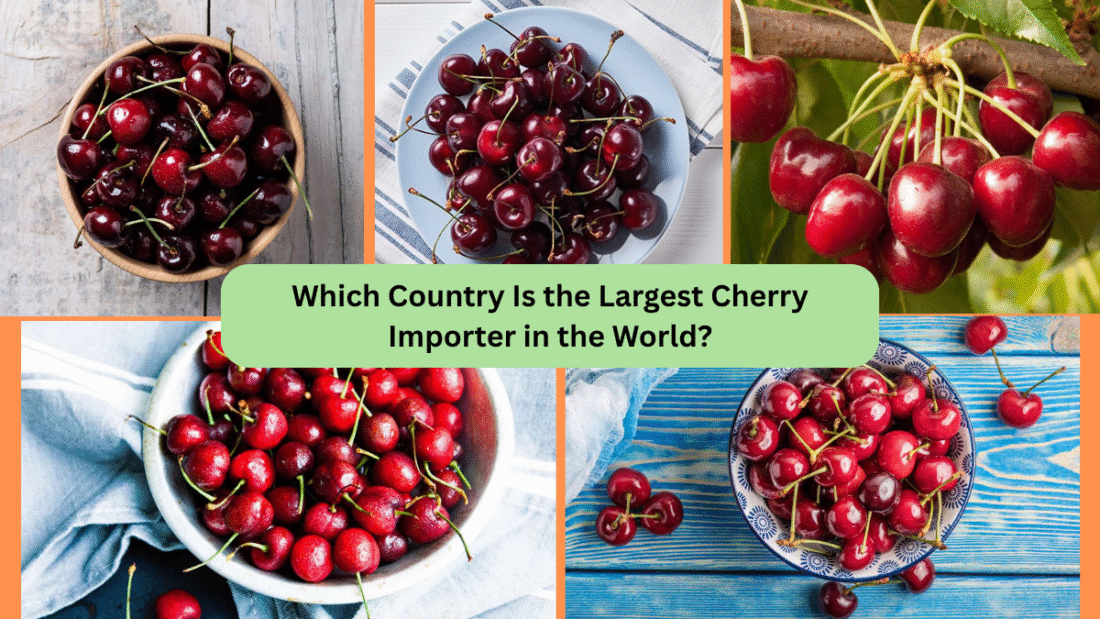 Which Country Is the Largest Cherry Importer in the World?