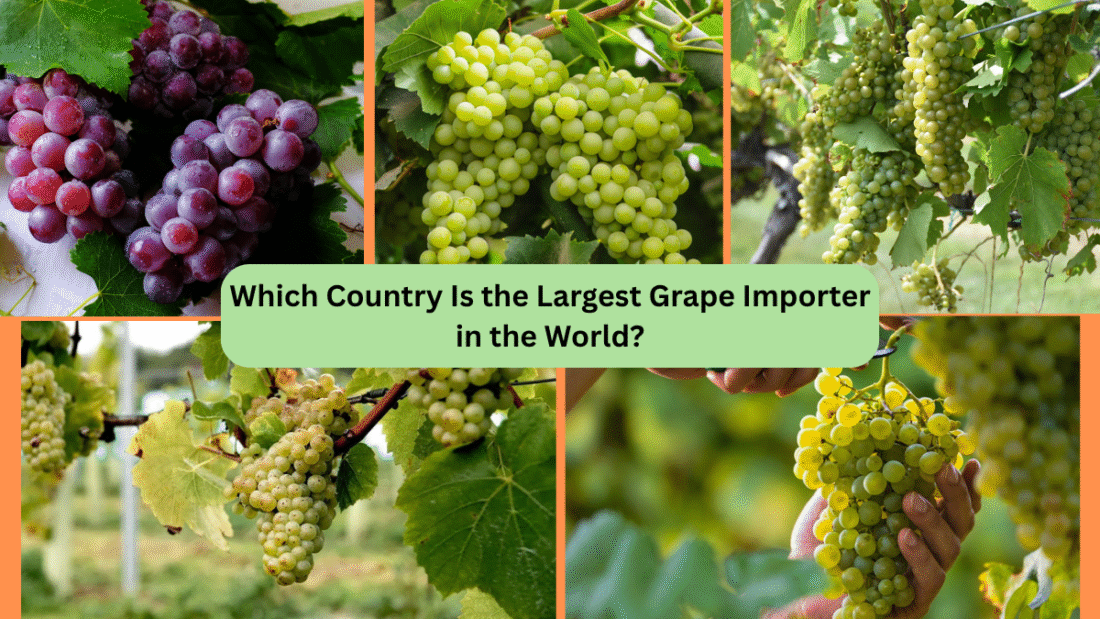 Which Country Is the Largest Grape Importer in the World?