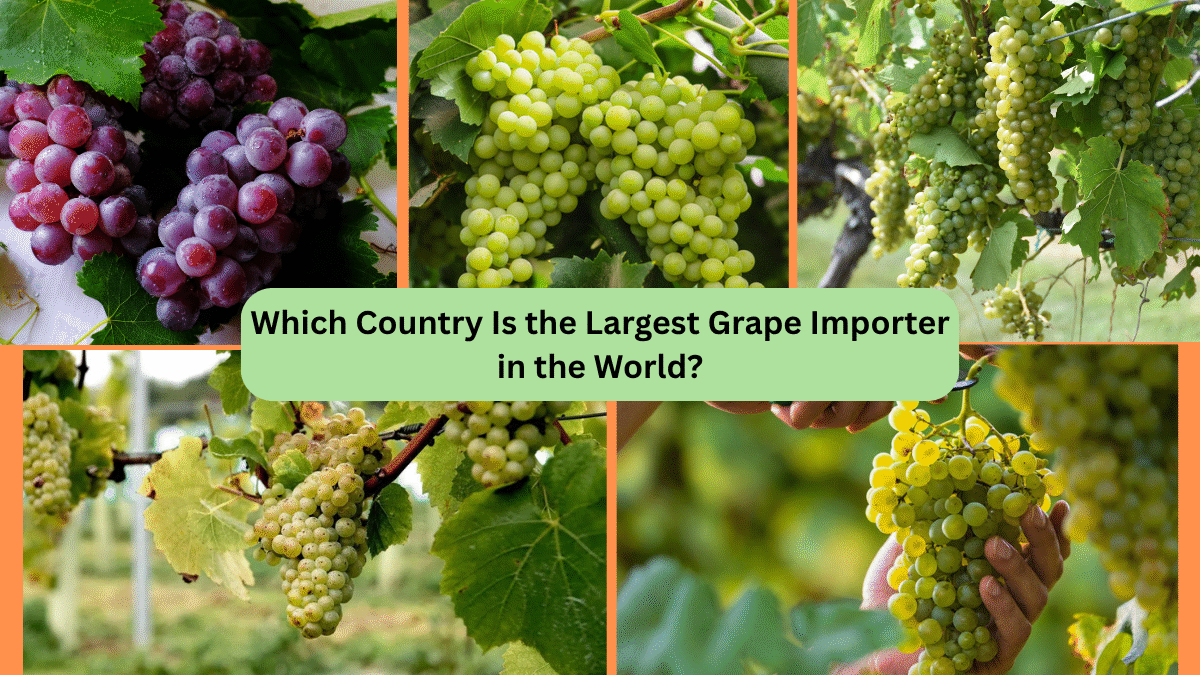 Which Country Is the Largest Grape Importer in the World?