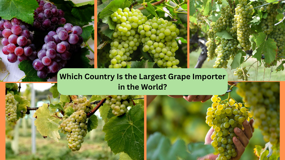 Which Country Is the Largest Grape Importer in the World?