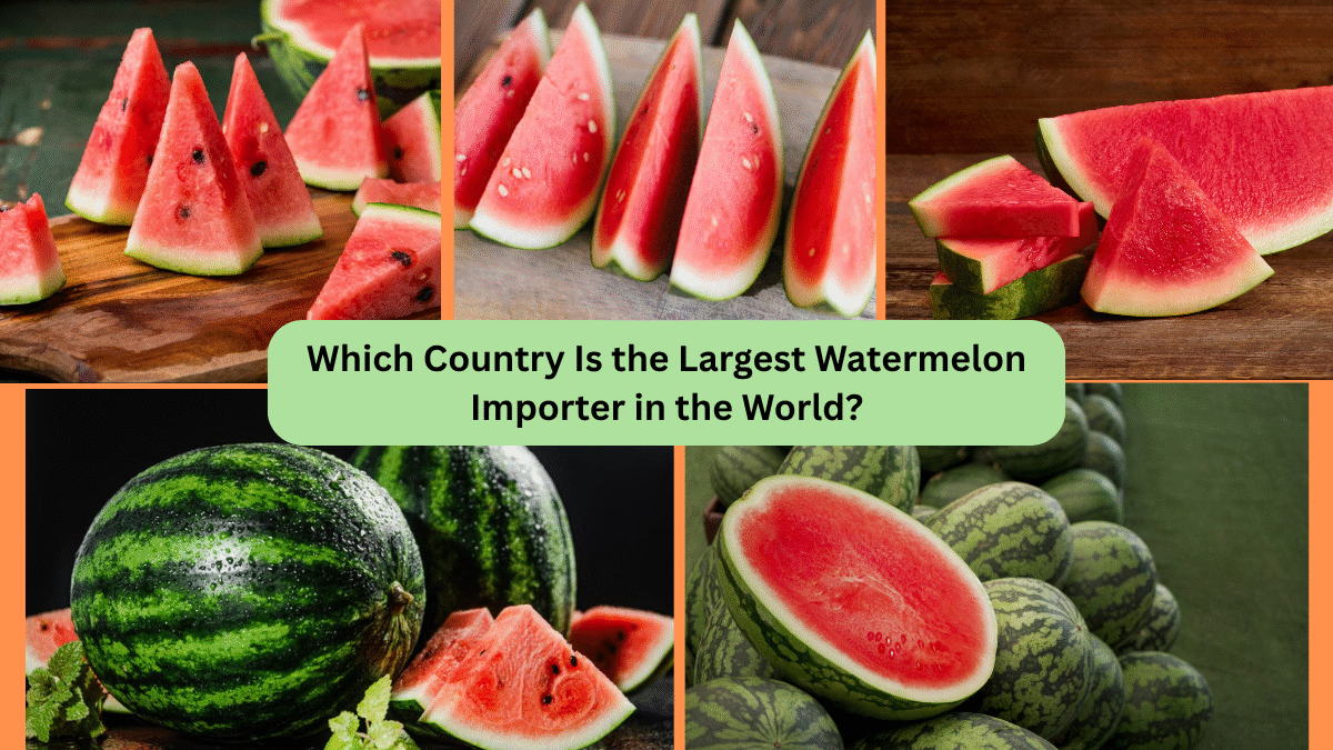 Which Country Is the Largest Watermelon Importer in the World?