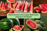 Which Country Is the Largest Watermelon Importer in the World?