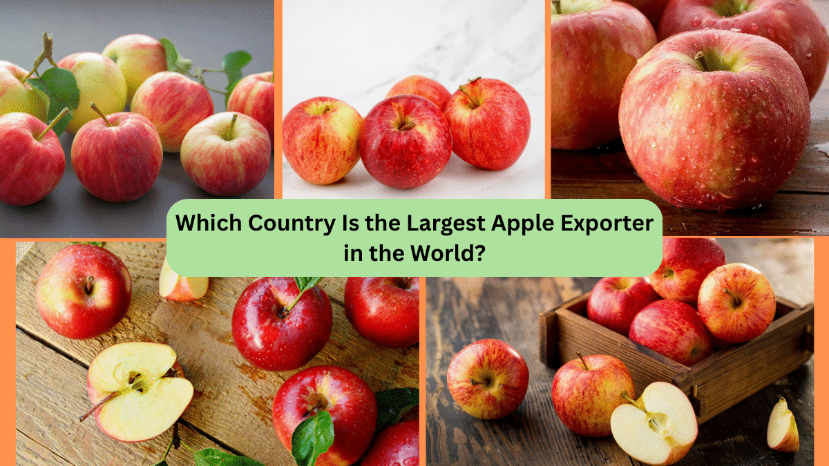 Which Country Is the Largest Apple Exporter in the World?