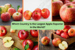 Which Country Is the Largest Apple Exporter in the World?