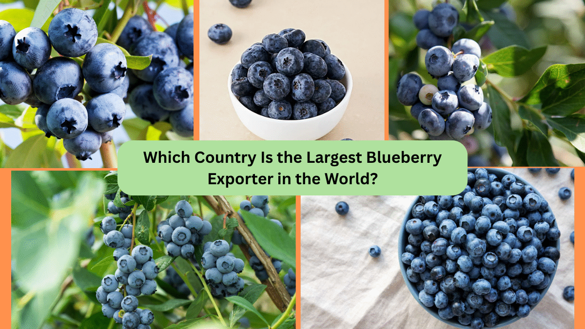 Which Country Is the Largest Blueberry Exporter in the World?