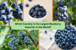 Which Country Is the Largest Blueberry Exporter in the World?