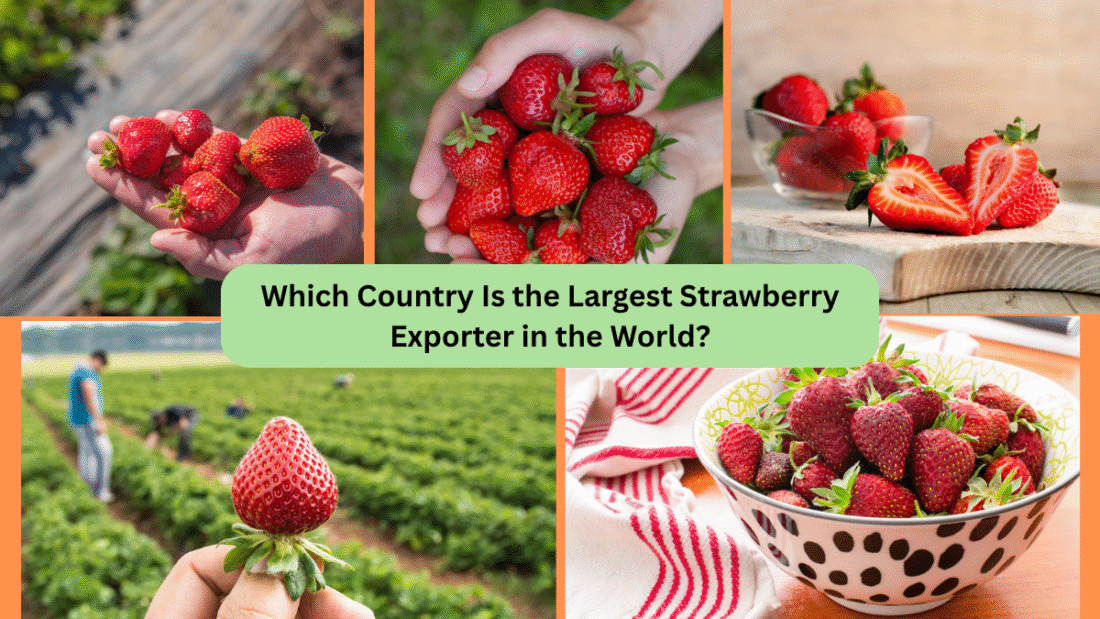 Which Country Is the Largest Strawberry Exporter in the World?