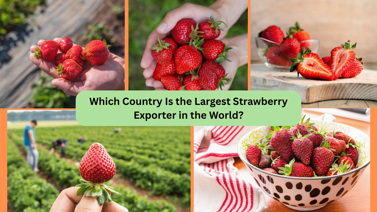 Which Country Is the Largest Strawberry Exporter in the World?