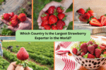 Which Country Is the Largest Strawberry Exporter in the World?