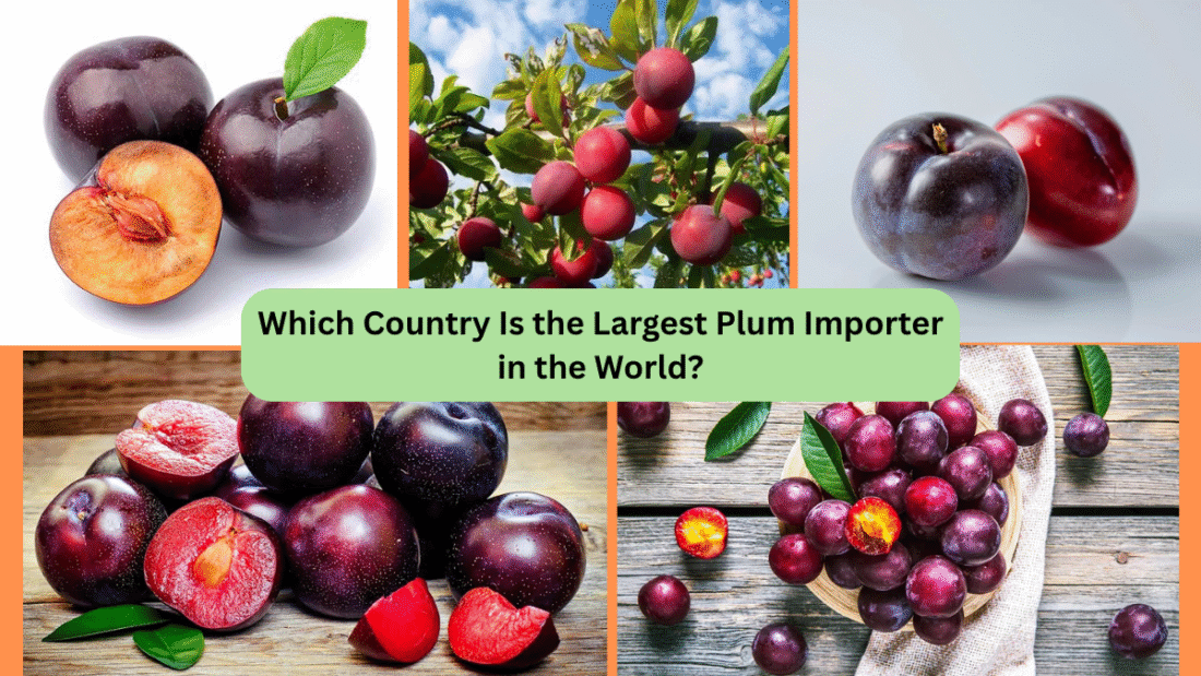 Which Country Is the Largest Plum Importer in the World?