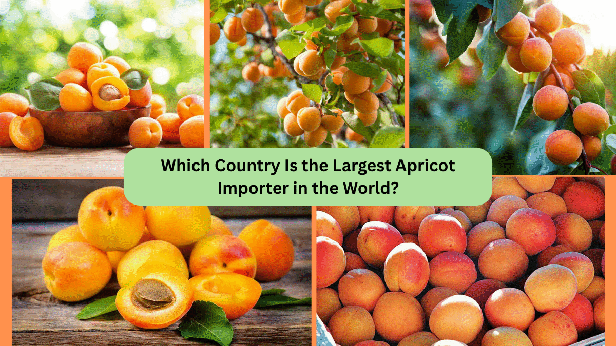 Which Country Is the Largest Apricot Importer in the World?