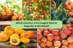 Which Country Is the Largest Apricot Importer in the World?