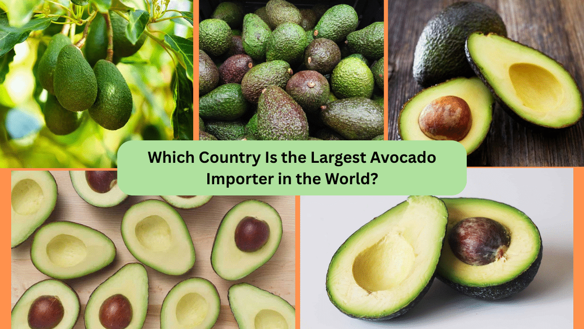 Which Country Is the Largest Avocado Importer in the World?