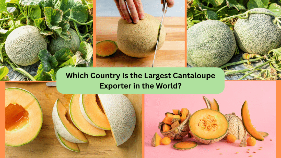 Which Country Is the Largest Cantaloupe Exporter in the World?