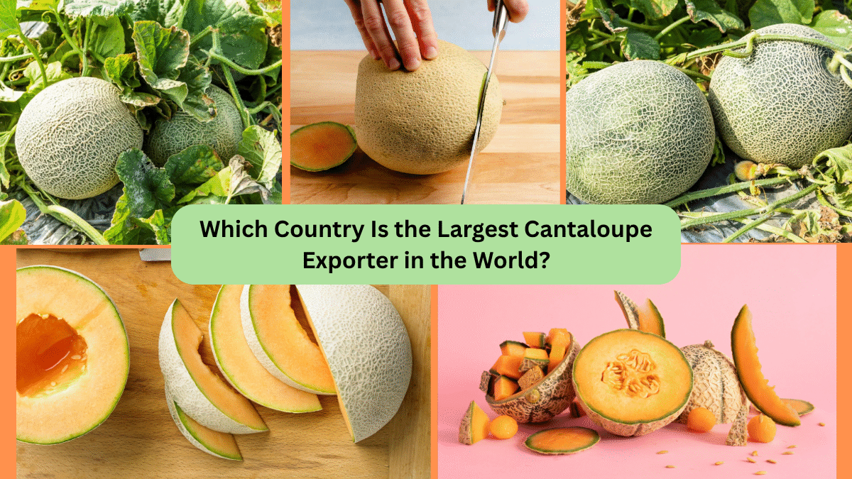 Which Country Is the Largest Cantaloupe Exporter in the World?