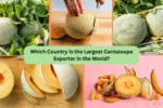 Which Country Is the Largest Cantaloupe Exporter in the World?