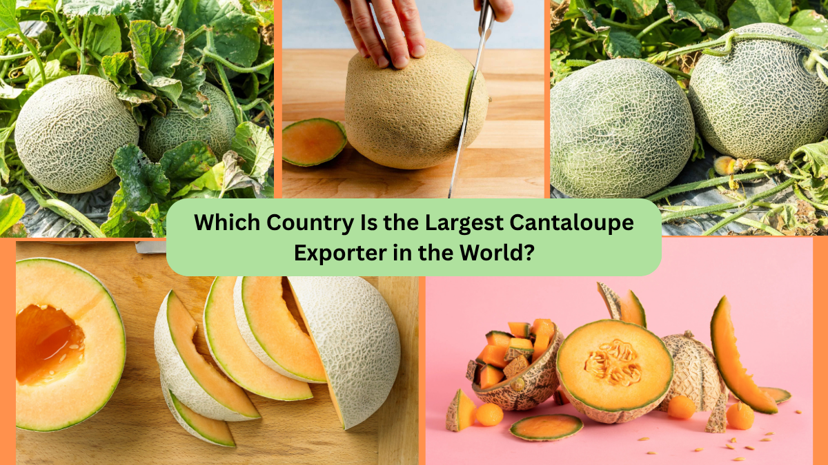 Which Country Is the Largest Cantaloupe Exporter in the World?