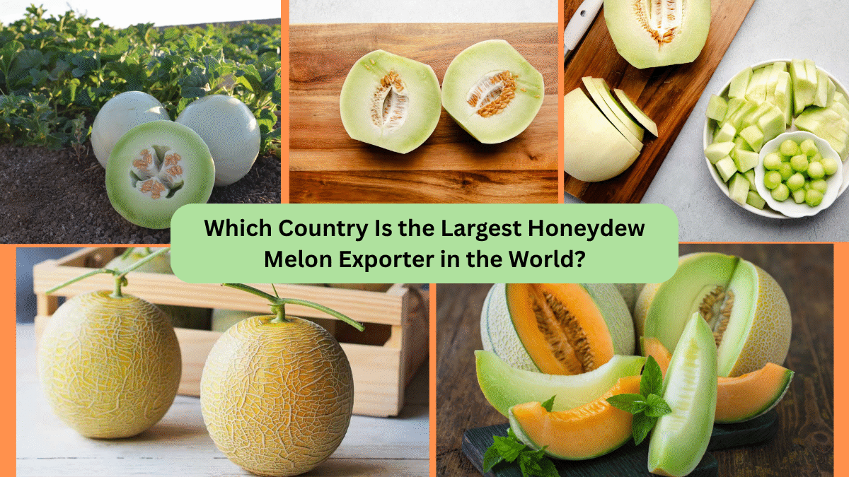 Which Country Is the Largest Honeydew Melon Exporter in the World?