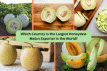 Which Country Is the Largest Honeydew Melon Exporter in the World?