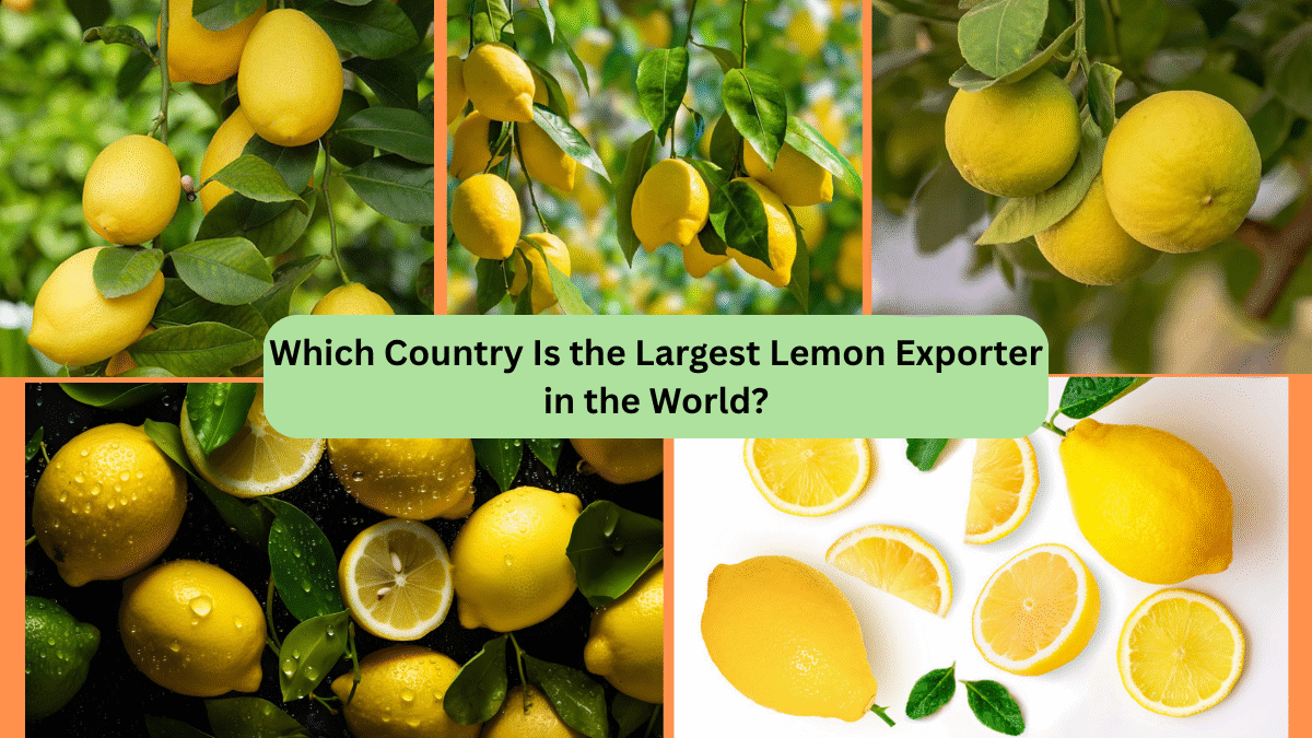 Which Country Is the Largest Lemon Exporter in the World?
