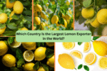 Which Country Is the Largest Lemon Exporter in the World?